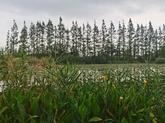 -上海长兴岛郊野公园