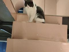 -猫儿山۰猫主题餐厅