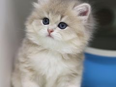 -lincat·猫舍(广州店)