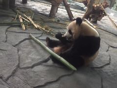 -泉州海丝野生动物世界