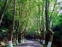 -紫金山山顶公园