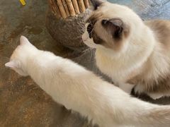 -喵屿·大理花园猫咖