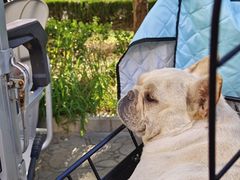 -宠福鑫康馨动物医院·骨科·眼科