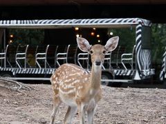 -清迈夜间动物园