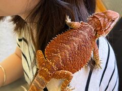 -吉丁鸟咖·异宠·寄养