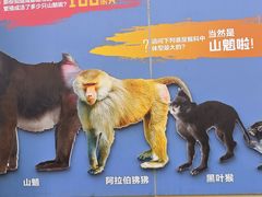 -成都动物园