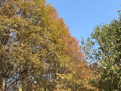 -山王坪喀斯特国家生态公园