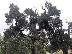 -黄帝陵
