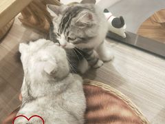 -飞行喵MR PILOT|猫舍·猫咖(静安大融城店)