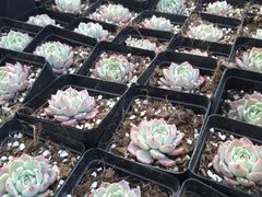 -龙大花卉苗木市场