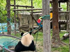 -上海野生动物园