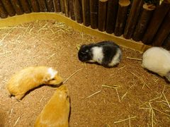 -藦茜花园宠物主题亲子互动体验馆(国顺东路店)