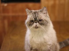 -猫色咖啡·猫咖