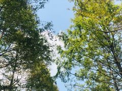 -黄海国家森林公园