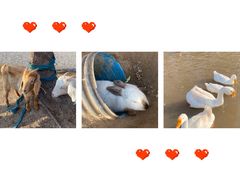 -前小桔亲子创意农场·草莓采摘·露营烧烤