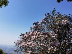 -梧桐山风景名胜区