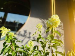 -花隐·美芙炫海菲秀皮肤管理中心