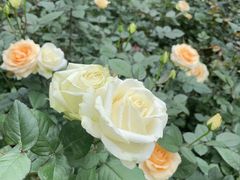 -人民公园(罗湖区)