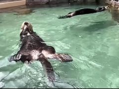 -西雅图水族馆