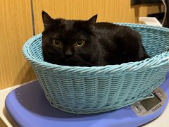 -康旭宠物医院(郑州总院)