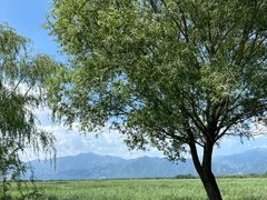 -野鸭湖国家湿地公园