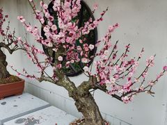 -香雪海