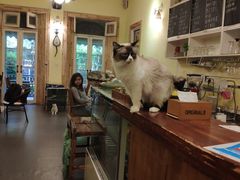 -猫色咖啡·猫咖