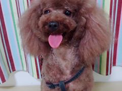 -犬也宠物造型(恒茂国际都会商业街店)