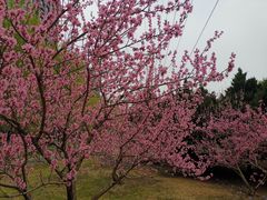 -东升八家郊野公园