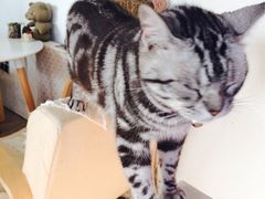 iphone_upload_pic-海边的猫和咖啡馆