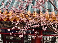 -颐和园