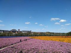 -莲花山花海