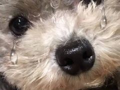 -鳴門鯛焼本舗(天神橋３丁目店)