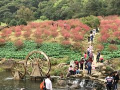-广州市石门国家森林公园