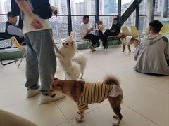 -怪兽屋·羊驼·猫咖·狗咖(俊华广场店)