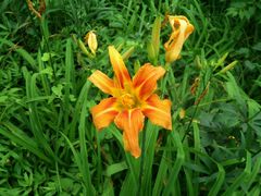 青岛百合-招虎山国家森林公园-售票处