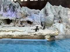 -帝企鹅自助餐厅•儿童岛•真企鹅(长隆企鹅酒店)