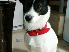 -菲尔斯特宠物医院