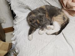 -伟伟宠物医院·CT影像中心·瑞派犬猫综合性门诊(汉口总院)