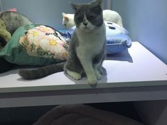 -喵的天空名猫咖啡馆·撸猫·猫舍·用品