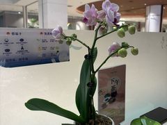 -一叶一世界•素食餐厅(新光天地店)