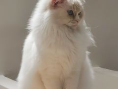 -怪兽屋·羊驼·猫咖·狗咖(俊华广场店)