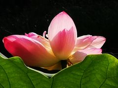 -陈家山荷花公园