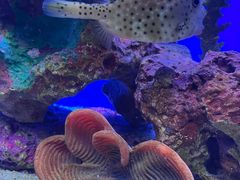 -上海海洋水族馆