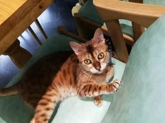 -猫色咖啡·猫咖