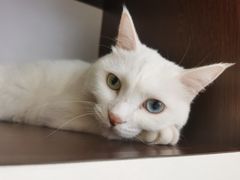 -宠爱国际动物医院·消化内科·心肾内科·ISFM猫友好(望京店)