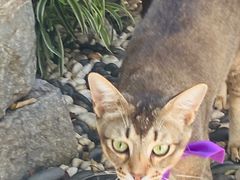 -喵屿·大理花园猫咖