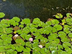 -金银湖国家城市湿地公园