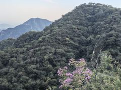 -大岭沟猕猴桃谷风景区