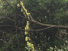-火炉山森林公园